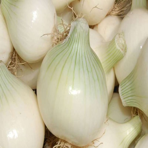  عکس پیاز سفید جیرفت